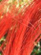 DSCF4445.JPG