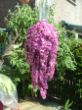 DSCF4413.JPG