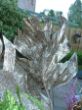DSCF4469.JPG
